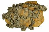 Golden Pyrite on Limonite Clay - Pakistan #337941-1